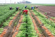 La Résolution n°57 stimule la production à grande échelle des cultures principales