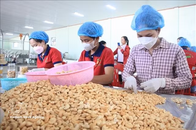 Le Vietnam vise des exportations d'amandes de cajou d'environ 800 000 tonnes, d'une valeur d'environ 5 milliards de dollars américains, en 2026. Photo : VNA