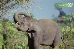 L'Indonésie franchit une nouvelle étape dans la conservation des éléphants