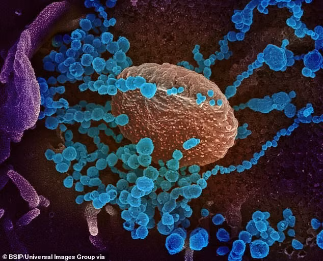 Image au microscope d’une cellule infectée par le virus SARS-CoV-2. Photo d’archives : BSIP