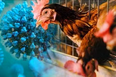 Cambodge : un enfant infecté par la grippe aviaire H5N1