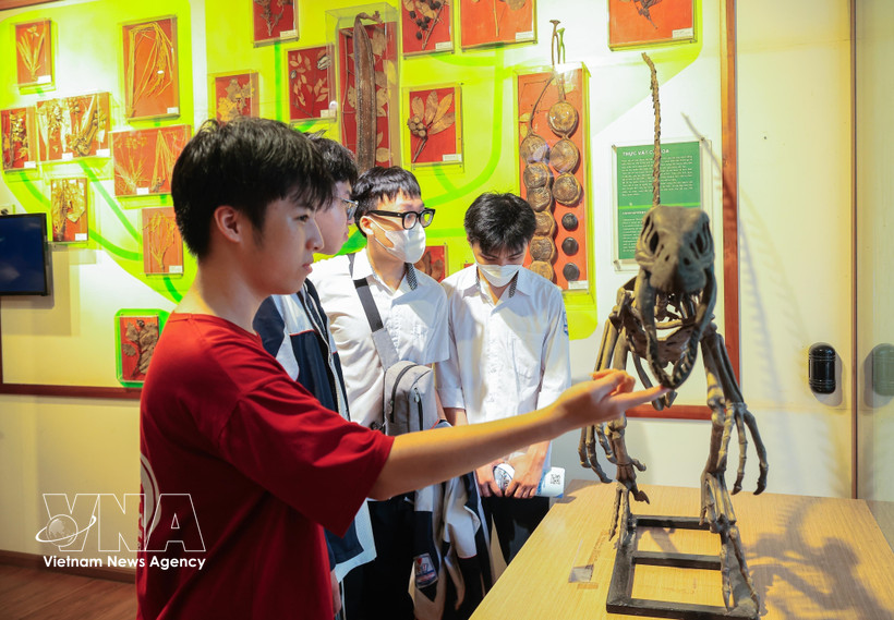 Des élèves visitent et découvrent le Musée d’Histoire naturelle du Vietnam. Photo : VNA