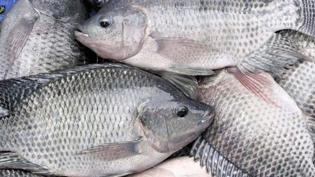 Les exportations de tilapia vers les États-Unis ont atteint 53,15 millions de dollars l'an dernier, soit environ 54 % des exportations totales de tilapia du Vietnam. (Photo doanhnghiephoinhap.vn)