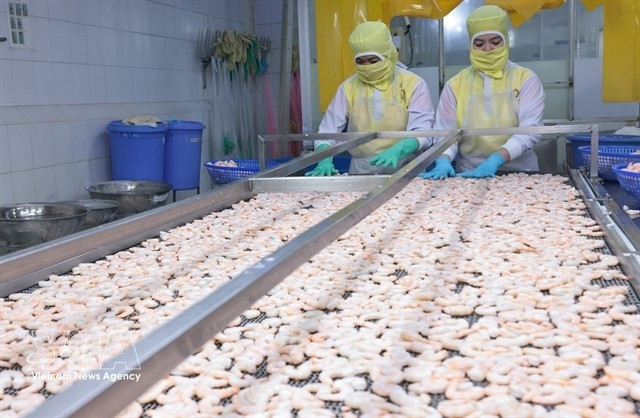 Crevettes transformées pour l'exportation par la société Huy Nam. Photo : VNA 