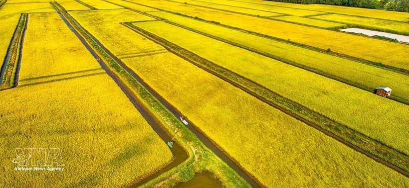 Une rizière dans la commune de Vĩnh Mỹ, province de Cà Mau, vue du ciel. Photo / VNA