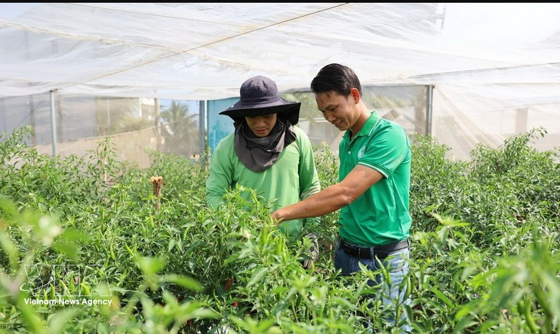 M. Nguyen Viet Tu (à droite) et un technicien de la coopérative vérifient le champ de piments forts prêts à être récoltés pour l'exportation vers les pays européens. Photo : VNA