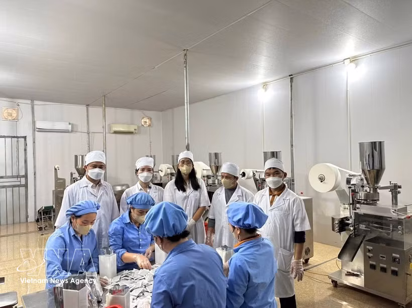 Dans la commune de Con Cuông, province de Nghe An, la société par actions Pu Mat de plantes médicinales a développé des produits de cissus et de Gymnema sylvestre en extrait concentré, certifiés OCOP 4 étoiles. Photo : VNA