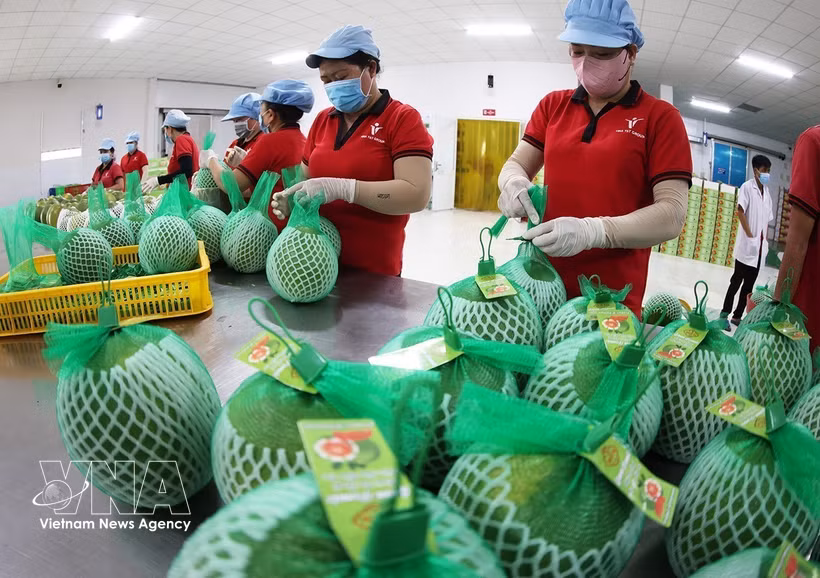 Des pomelos à chair rose vietnamiens sont exportés officiellement vers le marché australien. (Photo : VNA)