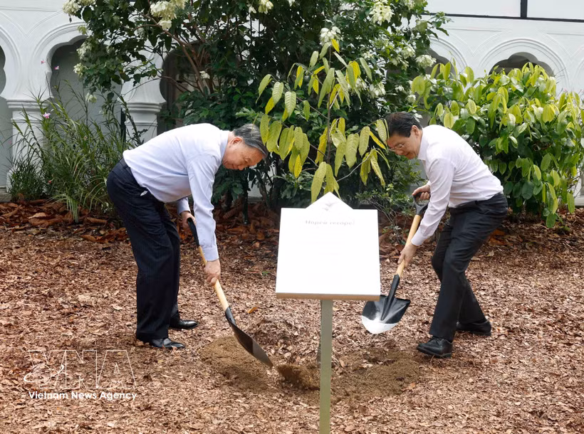Le secrétaire général du Parti communiste du Vietnam et président de la République Tô Lâm et le Premier ministre Lawrence Wong plantent un arbre au Jardin botanique de Singapour. Photo : VNA