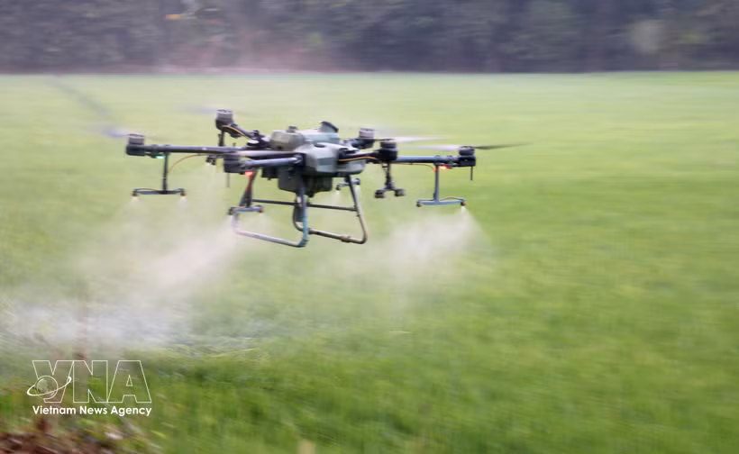 Agriculteurs d’An Giang utilisant des drones pour l’épandage de produits phytosanitaires, permettant de réduire les coûts, les efforts et le temps. Photo : VNA