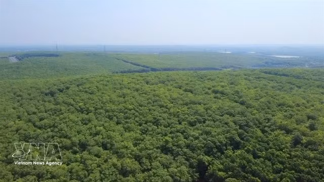Le Vietnam compte plus de 900 000 hectares de plantations d'hévéas, dont plus de 60 % sont exploitées par de petits exploitants. Photo VNA/VNS