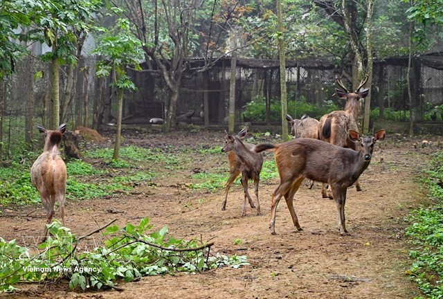 Les cerfs sont soignés dans le parc national de Cúc Phương. Photo : VNA