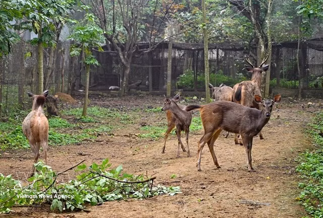 Les cerfs sont soignés dans le parc national de Cúc Phương. Photo : VNA