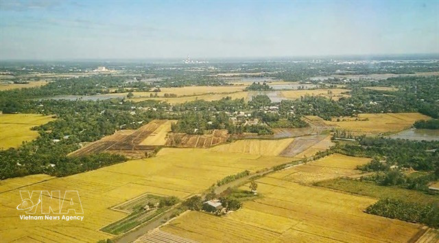 Ces dernières homologations soulignent la présence croissante du riz vietnamien sur l'un des marchés les plus exigeants au monde. (Photo : VNA)
