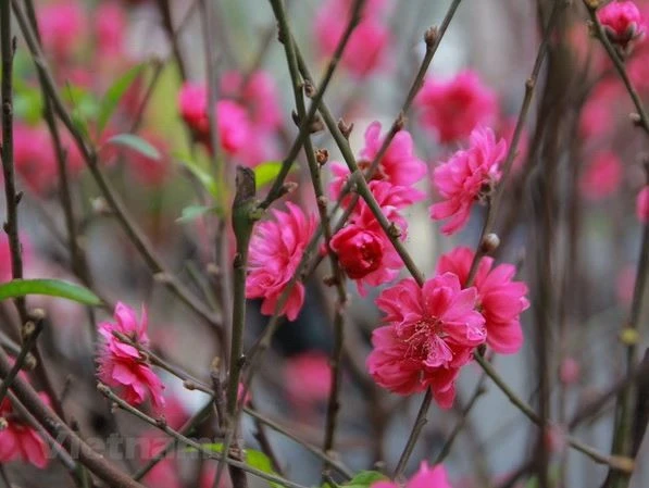 Fleurs de pêcher. 