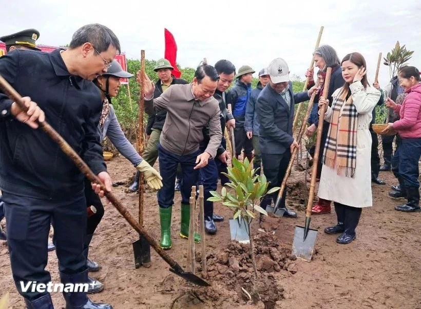 Le ministre des Ressources naturelles et de l'Environnement, Do Duc Duy, les dirigeants du Comité populaire de la province de Thai Binh et les délégués plantent des arbres dans la Réserve naturelle des zones humides de Thai Thuy. Photo : Vietnam+