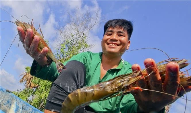 Crevettes d'élevage de haute qualité au hameau 6, commune de Luong Nghia (district de Long My, province de Hau Giang). Photo : VNA