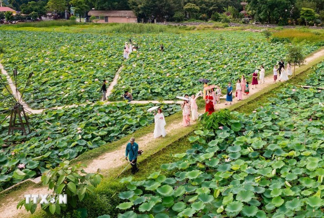 Saison des lotus à Ninh Binh en juin. Photo : VNA