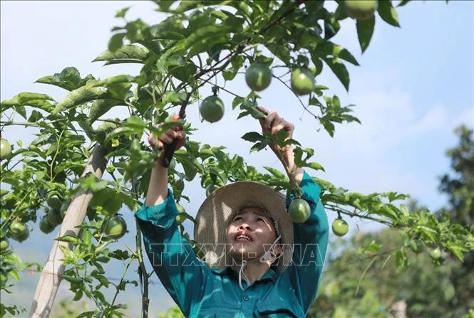 Une femme de la commune de Ho Thau (district de Tam Duong, province de Lai Chau) prend soin d'arbres fruitiers. Photo : VNA
