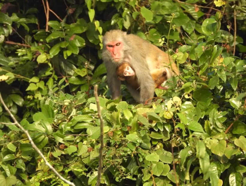 Trois espèces de macaques du genre Macaca ont été recensées à l’état sauvage au parc national de Ben En. Photo: VNA