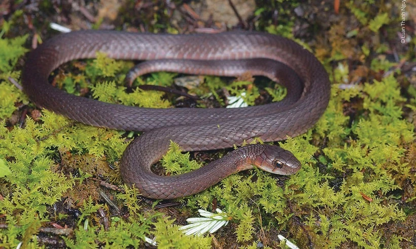 Rhabdophis hmongorum, également connu sous le nom de carène H’mông, est une espèce de Colubridés découverte sur le mont Fansipan au Vietnam. Photo : WWF/CVN