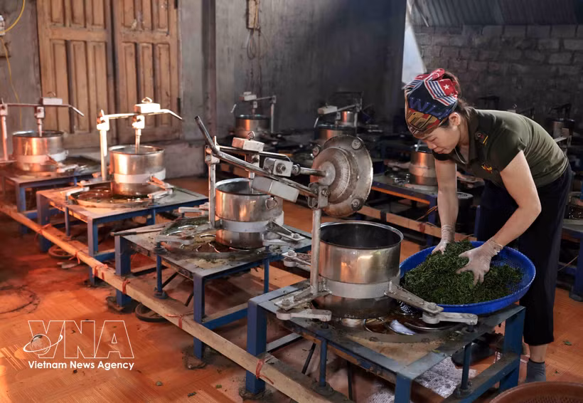 La coopérative agricole Lien Minh dans la province de Thai Nguyen offre un emploi stable à des centaines de ses membres. Photo: VNA