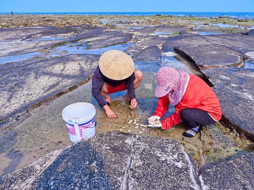 Exploitation de fruits de mer sur l’île de Bach Long Vi. Photo Qdnd.vn