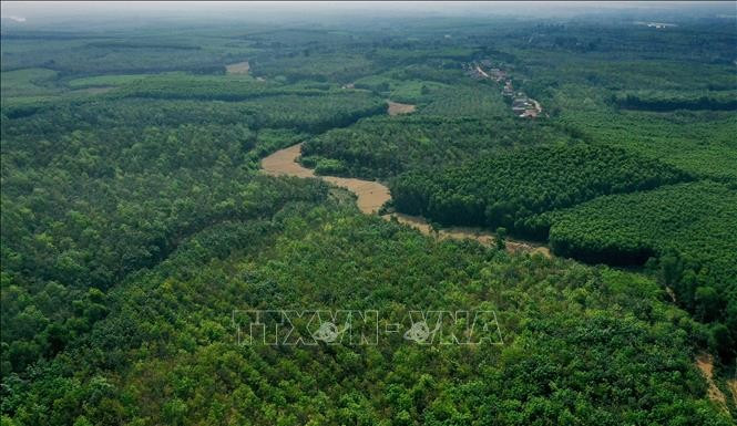 Superficie forestière du district de Gio Linh, province de Quang Tri. Photo d'illustration : VNA