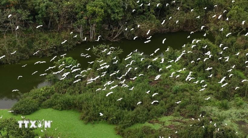 Le jardin couvre environ 18 hectares, niché au milieu du lac Tiên et entouré de montagnes calcaires formant une barrière naturelle protectrice. Photo: VNA