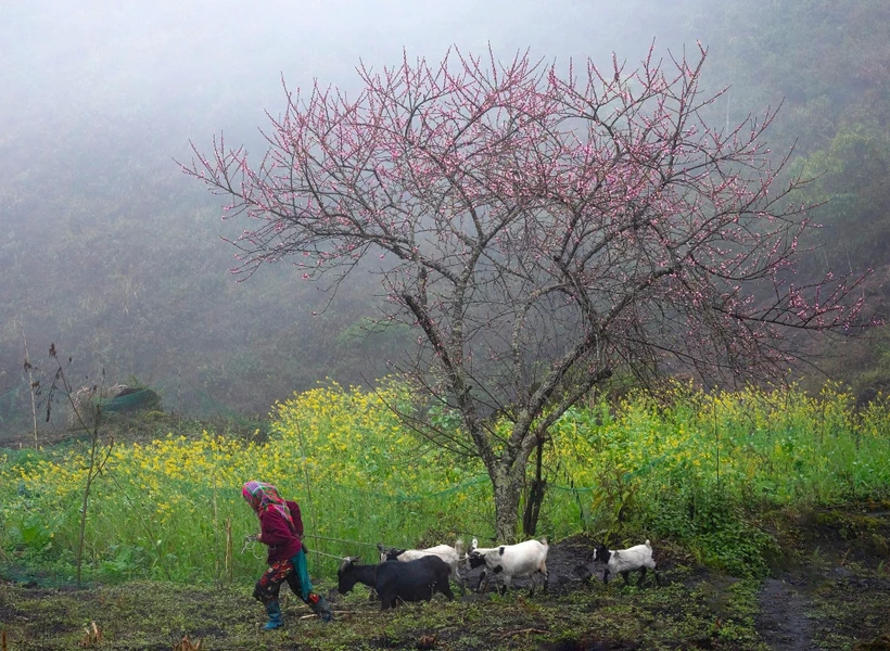 En raison de son éloignement des plaines, Ha Giang a su préserver intactes de nombreuses traditions culturelles des minorités ethniques. Photo: CTV/Vietnam+