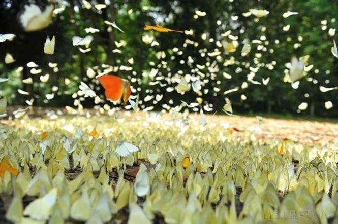 Le parc national de Cuc Phuong à Ninh Binh couvre une superficie de 25.000 hectares, avec une flore et une faune riches et diversifiées typiques des forêts tropicales humides. Photo : VNA