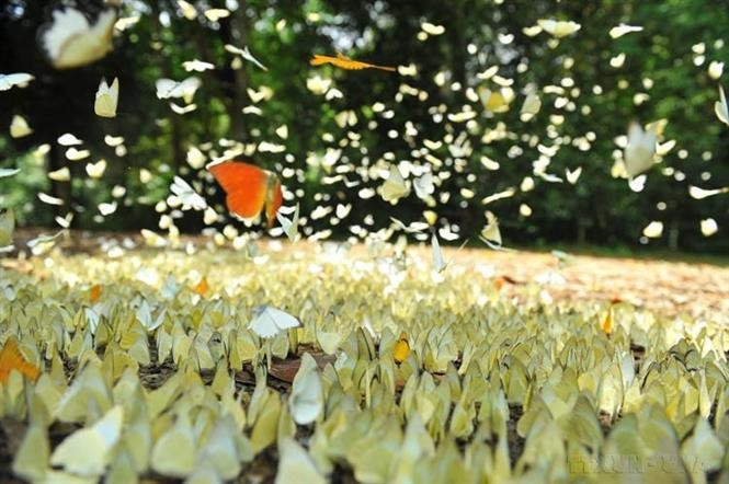 Le parc national de Cuc Phuong à Ninh Binh couvre une superficie de 25.000 hectares, avec une flore et une faune riches et diversifiées typiques des forêts tropicales humides. Photo : VNA