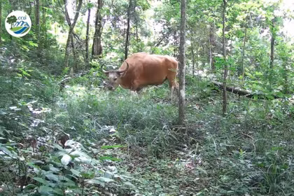 Un banteng, espèce en danger critique d'extinction, photographié dans la réserve naturelle d'Ea So. Capture d'écran