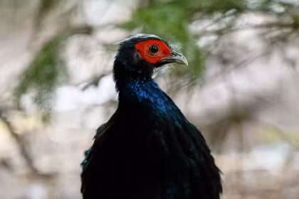 Un faisan du Vietnam né au parc Pairi Daiza en Belgique. Photo diffusée par la VNA