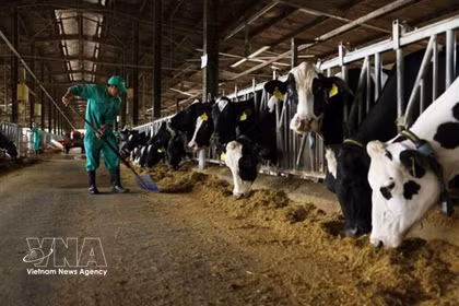 "Dans une ferme de vaches laitières à Gia Lai. La fièvre aphteuse est une maladie virale très contagieuse qui touche les animaux à onglons, notamment les bovins, les porcins, les ovins, les caprins et diverses espèces sauvages. Photo: VNA