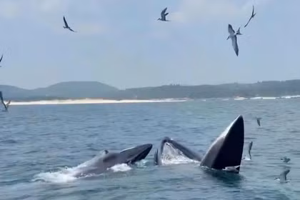 Deux grandes baleines ont été aperçues en train de chasser au large de Dak Lak, attirant l'attention des pêcheurs locaux et des touristes. Photo : Thanh Quang
