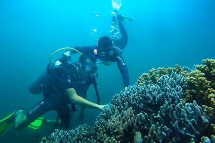 Plongée sous-marine pour observer les récifs coralliens. Photo : Comité de gestion de la réserve naturelle de Cu Lao Chàm