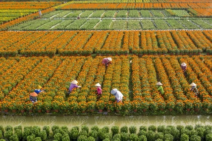 Le Sud du Vietnam abrite de nombreux villages horticoles et jardins spécialisés dans les plantes ornementales, dont l’histoire remonte à plusieurs décennies. Parmi eux, le village de Sa Dec, dans la province de Dông Thap, qui est considéré comme la plus vaste région de culture florale dédiée au Têt dans le delta du Mékong. Fort d’un passé centenaire, Sa Dec voit, en fin d’année, ses jardins s’animer afin d’ajuster les cycles de floraison et d’assurer un approvisionnement conforme aux besoins du marché du Têt. Photos: VNP