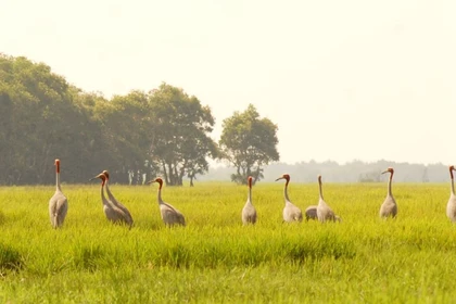 Des grues à tête rouge rares font leur retour à sous-zone A5 du parc national de Tràm Chim après de nombreuses années d'absence. Photo : nongnghiepmoitruong.vn