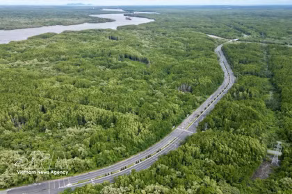 La mangrove de Cân Gio, un écosystème crucial de "puits de carbone", contribue à la génération de crédits carbone pour le fonctionnement du marché du carbone vietnamien. Phto: VNA