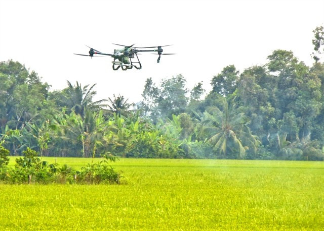 Un drone est utilisé pour pulvériser des pesticides afin de protéger la rizière d'hiver-printemps dans la ville de Cân Tho, dans le delta du Mékong. Photo: VNA