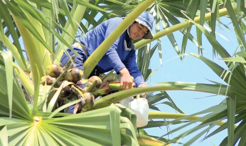 L’extraction de la sève du palmier est un travail délicat. 