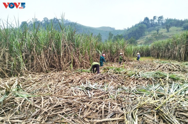 Récolte de la canne à sucre à Vu Quang. Photos: VOV