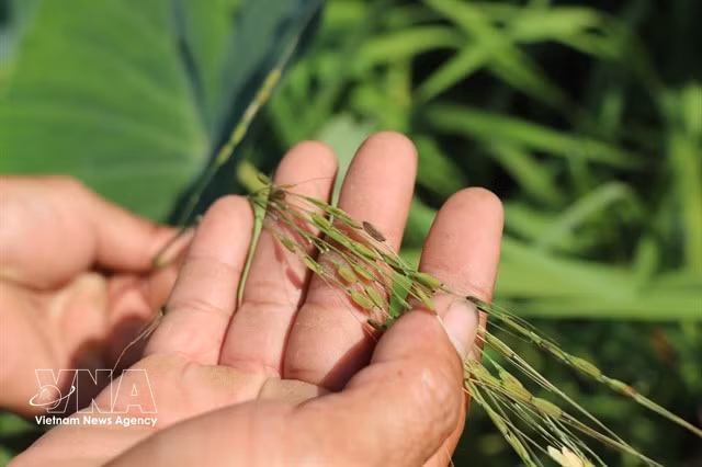 Contrairement aux variétés cultivées, le riz sauvage possède un génome plus stable car il n'a pas été affecté par le processus de domestication. Photo: VNA