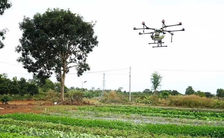 Des drones sont utilisés pour pulvériser des biopesticides sur les potagers. Photo: VTCNews