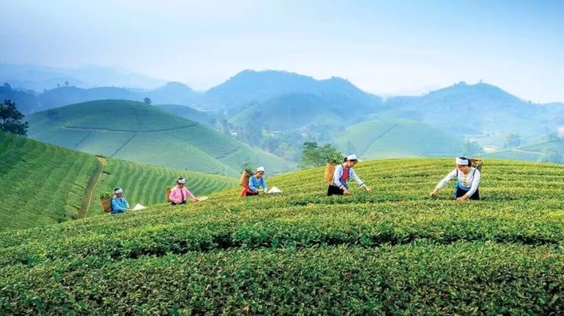 La région de thé de spécialité de Tân Cuong, à Thai Nguyên. Photo : DT