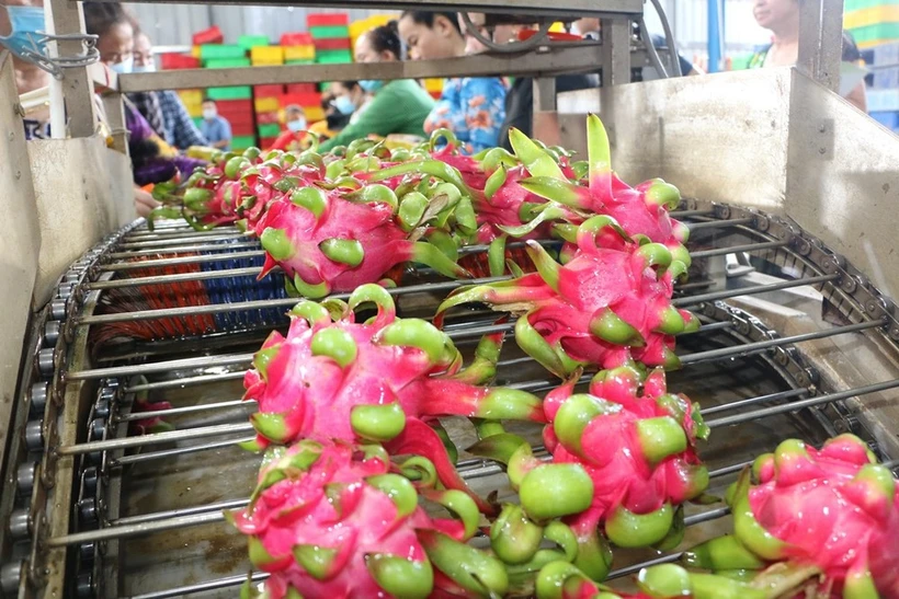 Environ 80 % des fruits du dragon sont exportés vers 40 pays et territoires. Photo: VNA