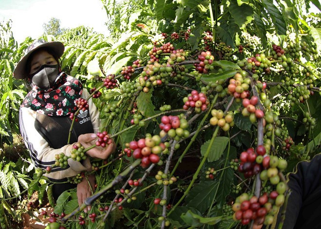 Récolte du café dans le village de Bronngoai, commune d'Ia Pet, district de Dak Doa, province de Dak Nông. La province compte actuellement 142.059 hectares de caféiers. Photo: VNA