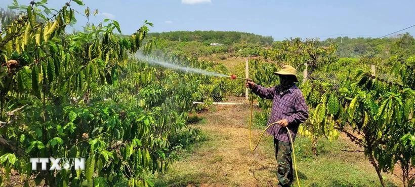 Ro Mah Thuy possède désormais sept hectares de plantations d’anacardiers, plus de 2 100 mètres carrés de café et 1 400 mètres carrés de rizières, ce qui lui permet d’assurer un revenu stable pour subvenir aux besoins de sa famille. Photo : VNA