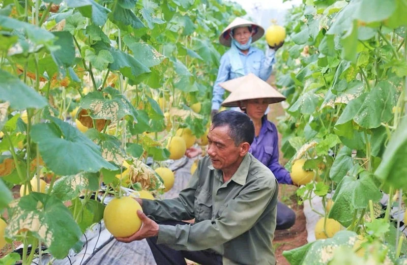 La culture du melon - modèle de production agricole dans le sens d'une économie circulaire dans la commune de Hong Quang du district d'Ung Hoa. Photo : hanoimoi.vn